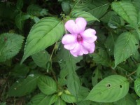 Impatiens flaccida Arn.